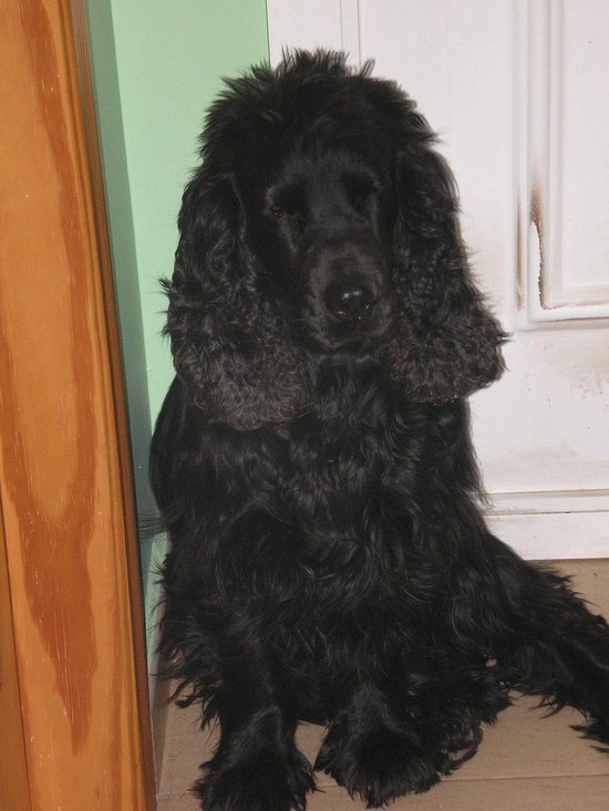 Book 8 - The Adventures of Daniel the Spaniel (ebook), Bolton Williams ...