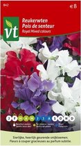 Reukerwten Royal Mixed Colours, klimplant met heerlijk geurende en sierlijke bloemen in gemengde kleuren
