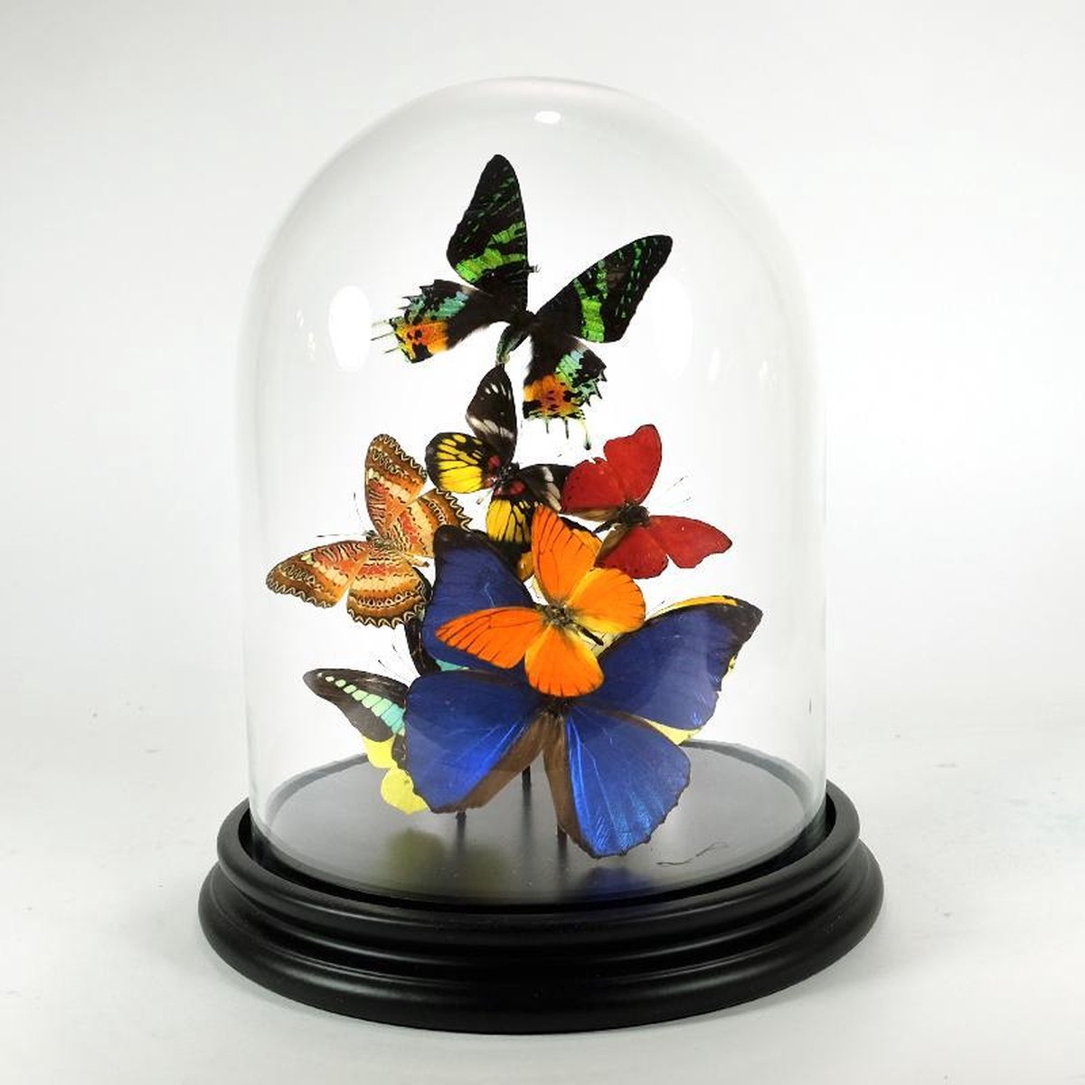 diverse vlinders | bol.com