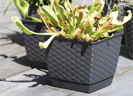 Prosperplast Ratolla Vaso Quadrato 3.8L – Antracite 19x19x15.9 Cm, In Plastica Riciclata Per Interni/Esterni