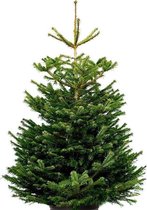 Echte kerstboom - Nordmann Excellent  - 225-250 cm