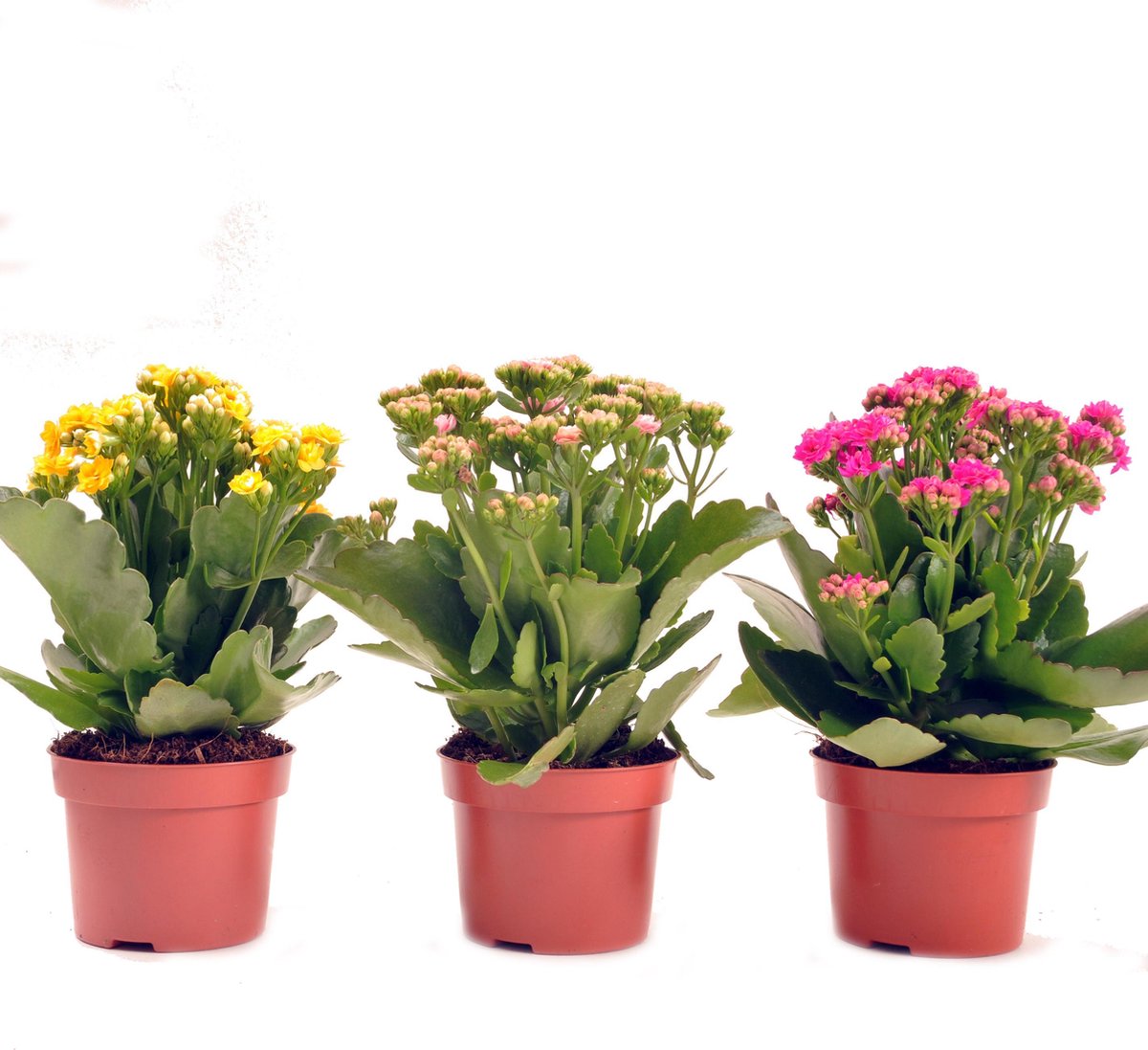 Sterke bloeiende vetplanten (Kalanchoe) voor binnen en buiten per 3 stuks .  Planten in... | bol.com