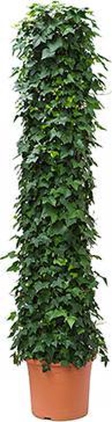 Klimop (Hedera helix) - plant is 2.50 m hoog | bol.com