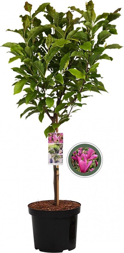 Magnolia Susan op stam - 85 cm