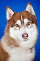 A Playful Copper-Colored Siberian Husky Dog Journal