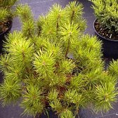 Pinus mugo 'Mugo' - Bergden 20-30cm pot
