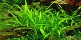 Tropica Sagittaria subulata 1-2-grow!