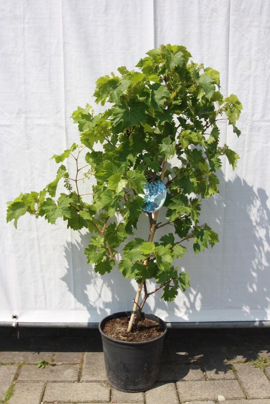 Blauwe druif op stam, vitis vinifera 100cm