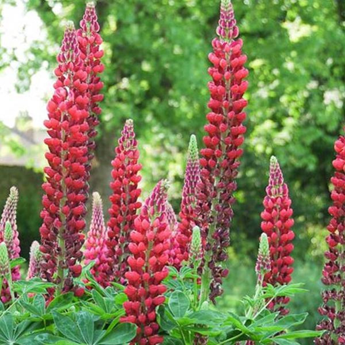 6 x Lupinus 'My Castle' - Lupine Pot 9x9 cm - Rode Bloemaren