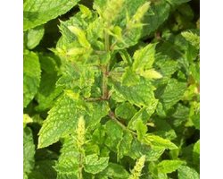 6 x Mentha Spicata 'Marocco' marokkaanse munt - Mojitomunt pot 9x9cm - muntplant - planten - tuinplanten - herbs