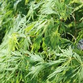 1x Acer palmatum 'Dissectum' - Japanse esdoorn - Hoogte 40-50 cm in pot
