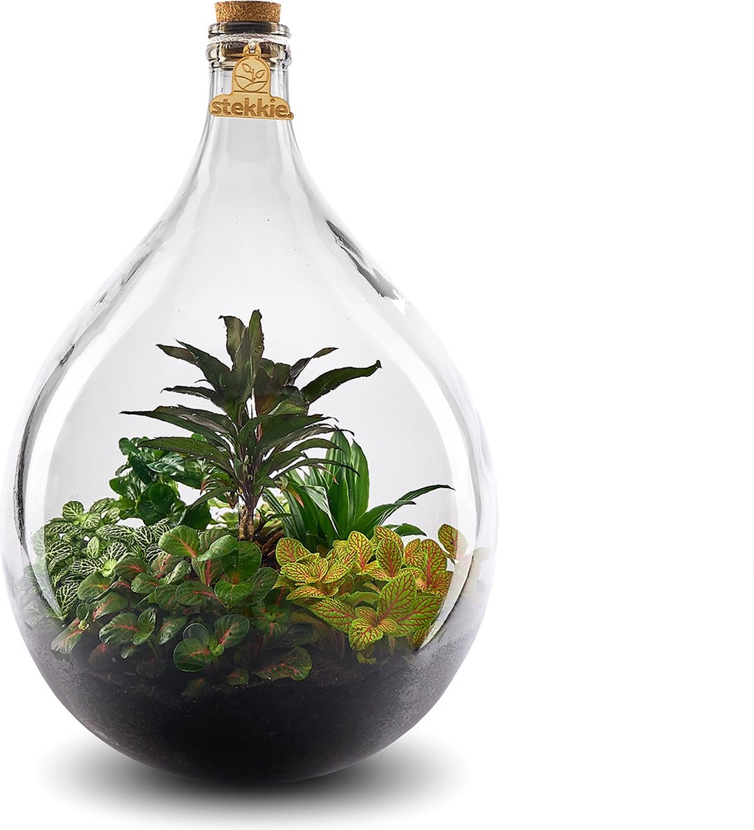 Stekkie Large ecosysteem | Planten terrarium in glazen pot - Nooit meer  water geven -... | bol