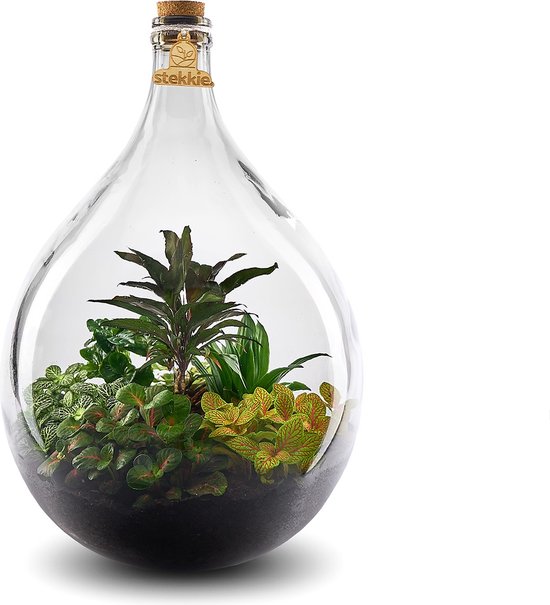 Stekkie Large ecosysteem | Planten terrarium in glazen pot - Nooit meer  water geven -... | bol.com