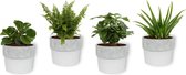 Set van 4 Kamerplanten - Aloe Vera & Coffea Arabica & Peperomia Green Gold & Nephrolepis Vitale - ± 25cm hoog - 12cm diameter - in betonnen witte pot