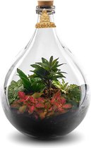 Stekkie Medium ecosysteem | Planten in afgesloten glazen fles - Nooit meer water geven - ↑ 40 cm - Ø 28 cm