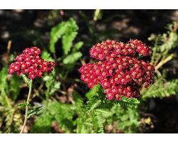 6 x Achillea millefolium 'Red Velvet'DUIZENDBLAD - pot 9 x 9 cm