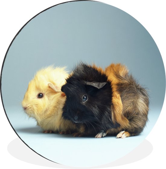 WallCircle - Wandcirkel - Muurcirkel - Twee kleine cavia's - Aluminium - Dibond - ⌀ 60 cm - Binnen en Buiten