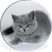 WallCircle - Wandcirkel - Muurcirkel - Weergave van een mooie Britse korthaar kitten - Aluminium - Dibond - ⌀ 30 cm - Binnen en Buiten
