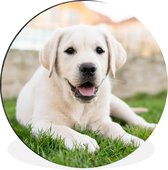 WallCircle - Wandcirkel - Muurcirkel - Witte Labrador Retriever die in het gras ligt - Aluminium - Dibond - ⌀ 60 cm - Binnen en Buiten