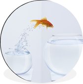 Cercle mural - Cercle mural - Poisson rouge - Wit - Fishbowl - Aluminium - Dibond - ⌀ 120 cm - Intérieur et Extérieur XXL