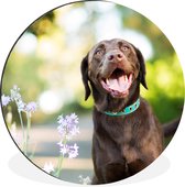 WallCircle - Wandcirkel - Muurcirkel - Een Labrador Retriever met mooie bloemen - Aluminium - Dibond - ⌀ 90 cm - Binnen en Buiten