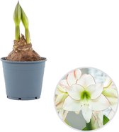 Amaryllis 'Picotee' | Hippeastrum per stuk - Bloembol in kwekerspot ⌀12 cm - ↕30 cm