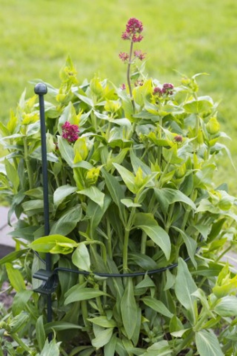 Plantensteun Rond / Ring Ø32cm Metaal | Per Stuk