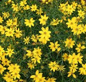 Coreopsis verticillata 'Zagreb' - Meisjesogen - Pot 17 cm (2 liter)