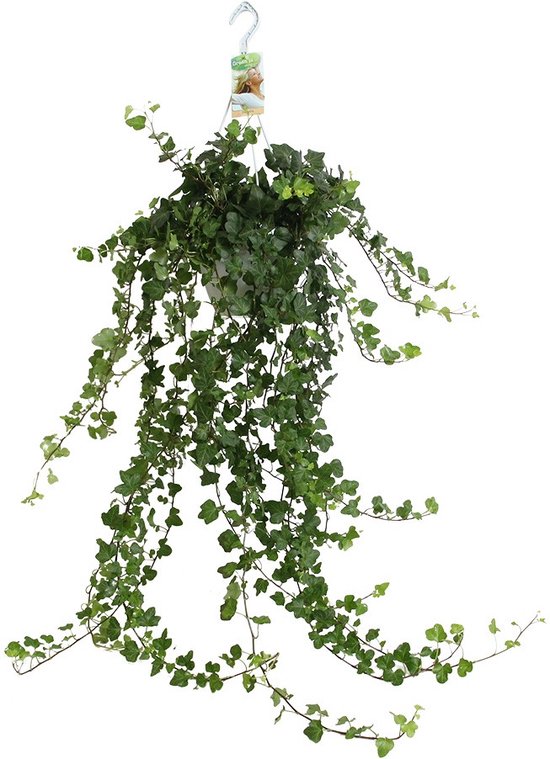 verhaal Voornaamwoord Voetzool Hangplant - Super mooie hangplant voor binnen - Klimop met luchtzuiverende  werking -... | bol.com