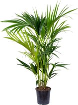 Howea Forsteriana - Kentia palm - Kamerplant - Luchtzuiverend - ⌀19 cm - 90-100 cm