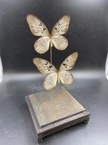 Opgezette Vlinders in Stolp - Vlinder In Glazen Stolp - Vlinderstolp Glas - Bruin - 35 cm