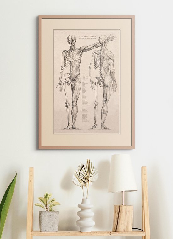 Poster - Vintage Anatomie - Hart, Organen en