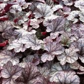 3x Heuchera ‘Silver Scrolls’® - Purperklokje - Pot 9x9 cm