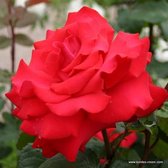 1x Rosa 'Grande Amore'®  - KORDES - Kordes Eleganza® roos - Plant-o-fix C2