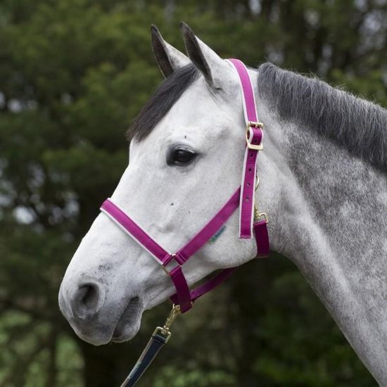 Grijs paard met donkerpaars halster met grijze voering en gouden gespen.