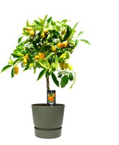 Fruitgewas van Botanicly – Citrus Kumquat in groente ELHO plastic pot als set – Hoogte: 85 cm