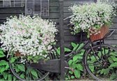 Een grappige wenskaart met bloemen voor en achterop de fiets. Een dubbele wenskaart inclusief envelop en in folie verpakt. Te gebruiken voor diverse gelegenheden bijvoorbeeld verja
