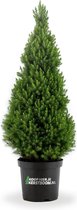 koophierjekerstboom.nl Picea glauca conica 140cm mini kerstboom in pot.