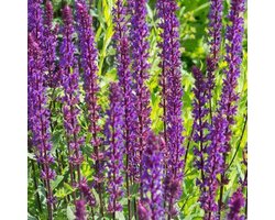 6x Salvia nemorosa ‘Caradonna’ - Salie - Pot 9x9 cm