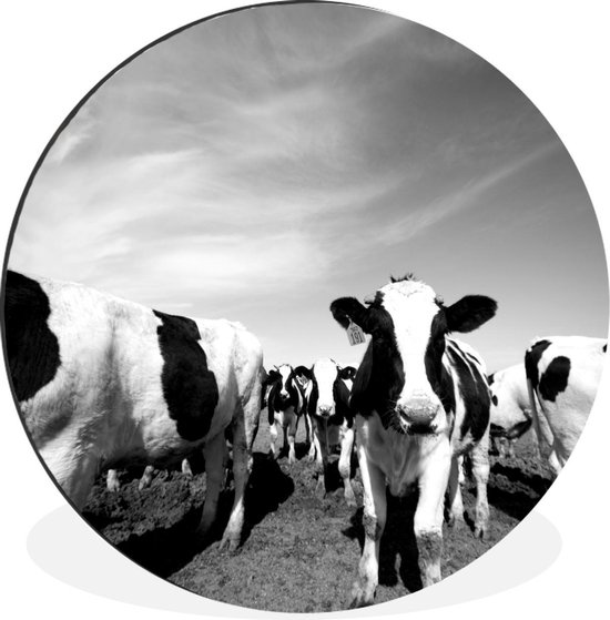 Cercle mural - Aluminium - Un grand troupeau de vaches frisonnes - noir et blanc - ⌀ 120 cm XXL
