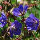 Geranium 'Johnson's Blue' - Ooievaarsbek - Planthoogte: 10 cm - Pot 11 cm (1 liter)