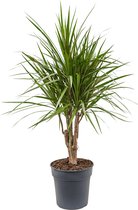 Plantenwinkel Dracaena marginata XS kamerplant