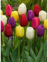 Jub Holland Bloembollen Tulpen Gemengd  50 Stuks - Tulpenbollen - Garden Select