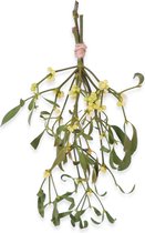 e-bloom | Kamerplanten - Mistletoe - Maretak incl. touw - Hoogte ca. 30 cm