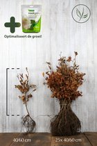 25x | Beukenhaag | Groene beuk Blote wortel 40-60 cm Extra kwaliteit inclusief wortelbevordering ROOTGROW 150g (voor een optimale groei) | Fagus sylvatica