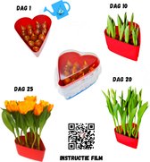 Rood Tulpen Hart  (bloemkleur rood/geel)  - Hart onder de riem - Kweek zelf een tulpentuin in huis met alleen kraanwater, Valentijnsdag, Liefde, Tulpen, Duurzaam, Valentijn, Doe het zelf kit,
