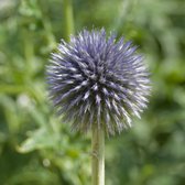 Echinops bannaticus 'Blue Glow' - Blauwe boldistel - Planthoogte: 5 cm - Pot 11 cm (1 liter)