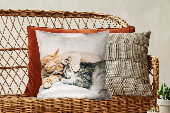 Chats - Canapé - Salon