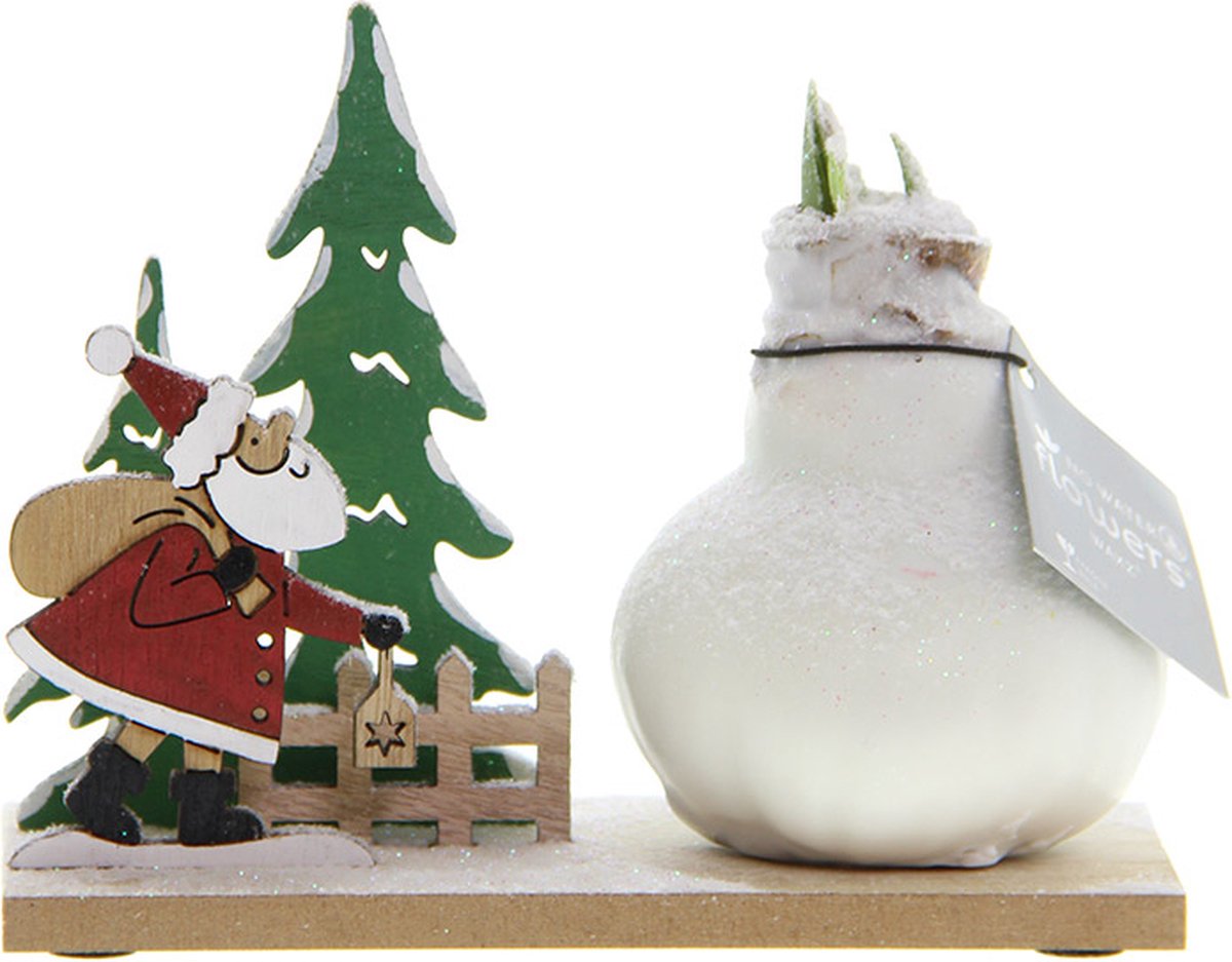 Wax Amaryllis Snow Wonderland Santa | Prachtige Wax Amaryllis voor in huis |