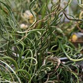 Juncus effusus 'Spiralis' - Kurkentrekkersgras - Planthoogte: 20 cm - Pot Ø 11 cm (1 liter)